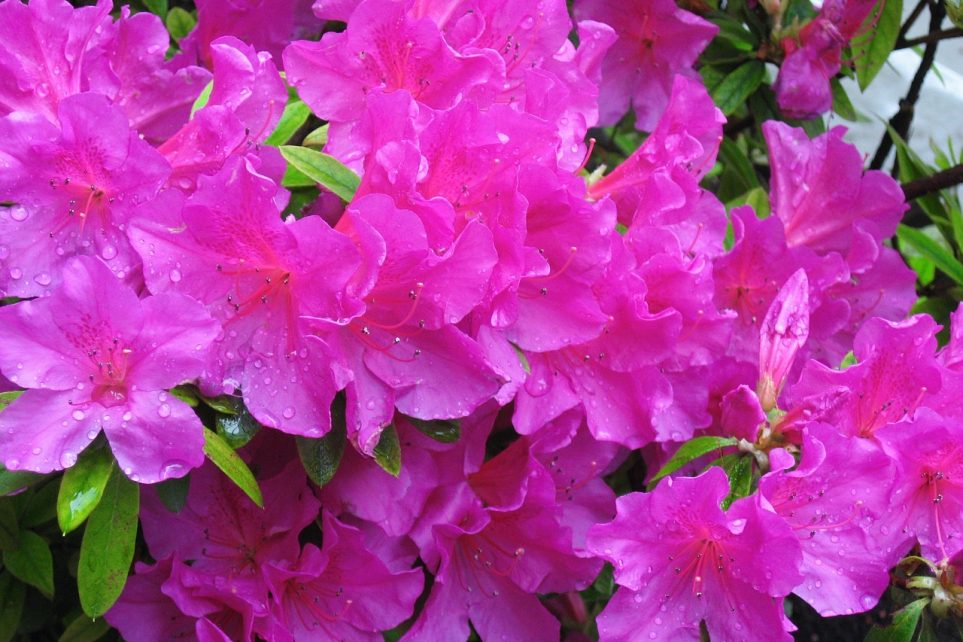 告别五月缩略图