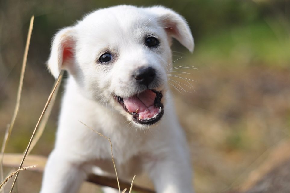 没有狗的日子缩略图