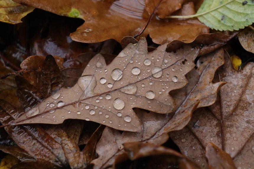 雨缩略图