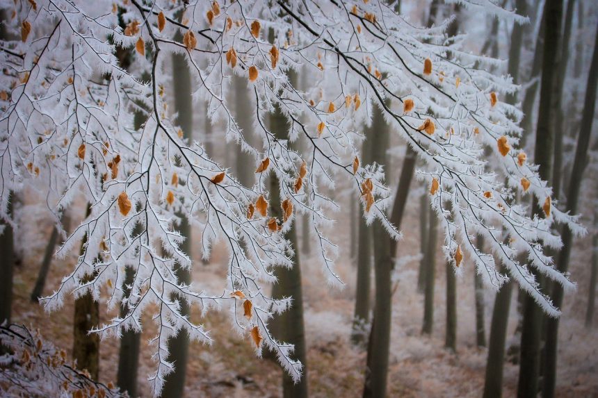 雪在下缩略图